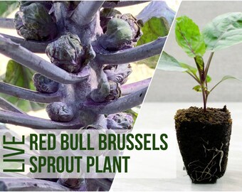 LIVE Red Bull Brussel Sprout Plants, Live Brussel Sprouts, Vegetable Seedlings, Plant Starts, Easy To Grow Plant Plugs From Plant Shop