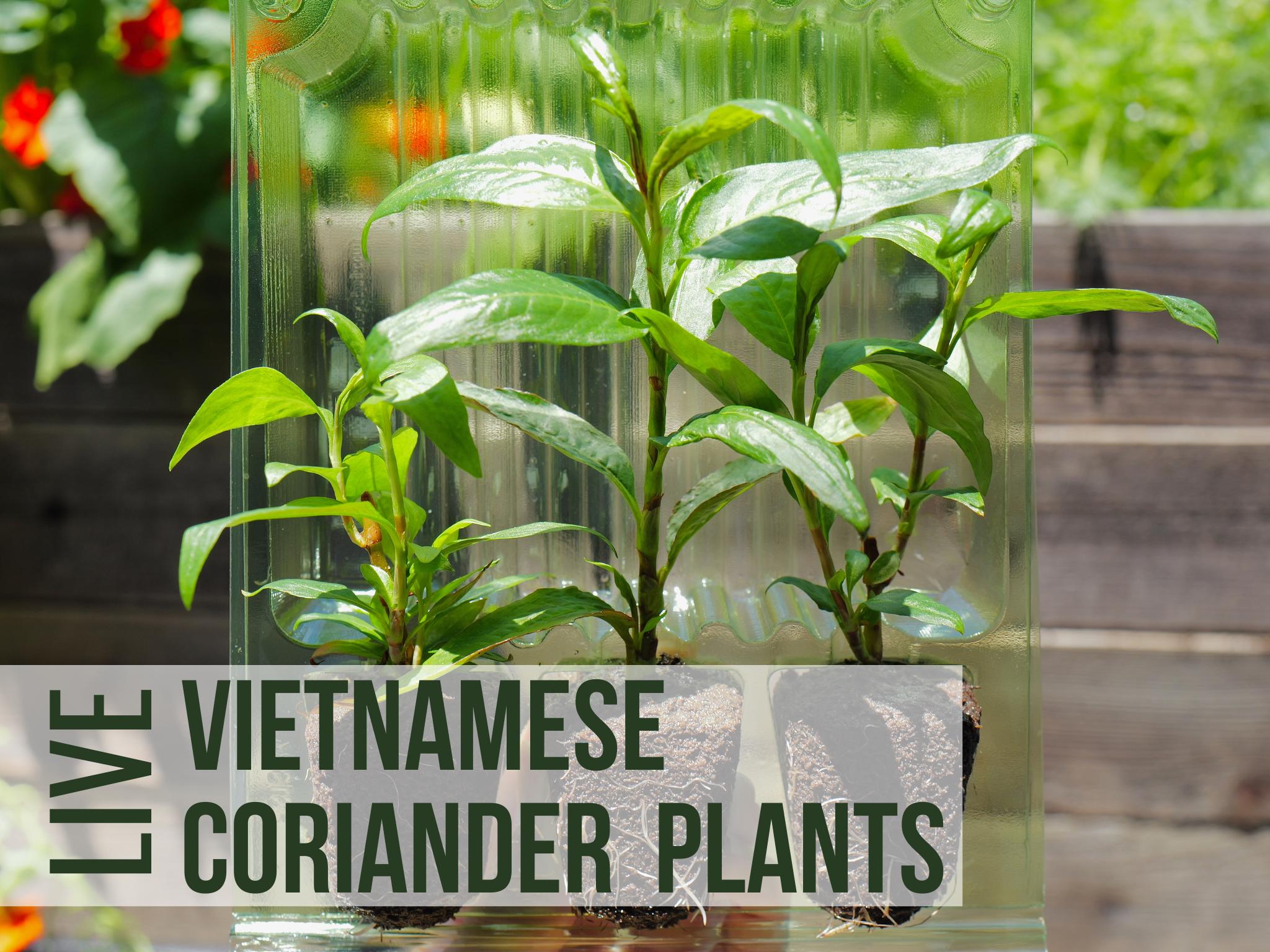 3 Vietnamese Coriander Plants, Live Herbs Grown as Herb Plants With  Vegetable Plant Starts, Easy to Grown Plant Plugs in Herb Garden - Etsy