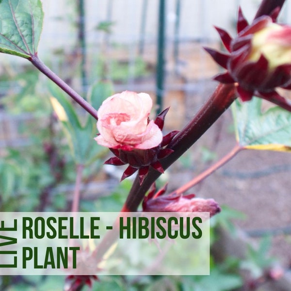 LIVE Roselle Hibiscus Plant, Jamaica Edible Flowers, Vegetable Seedlings, Plant Starts, Easy To Grow Rare Live Plant Plugs From Plant Shop