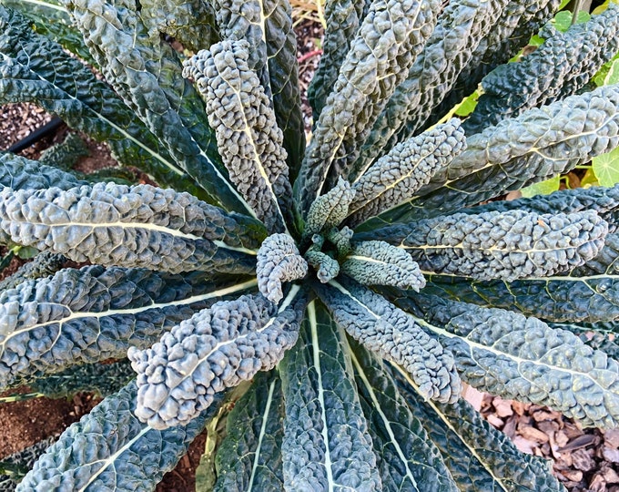 LIVE Dinosaur Lacinato Kale Plant, Vegetable Seedlings, Leafy Greens