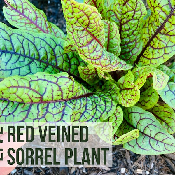 LIVE Red Veined Sorrel Plant, Herb Seedlings, Plant Starts, Live Indoor Herb Garden, Easy To Grow Rare Live Plant Plugs From Plant Shop