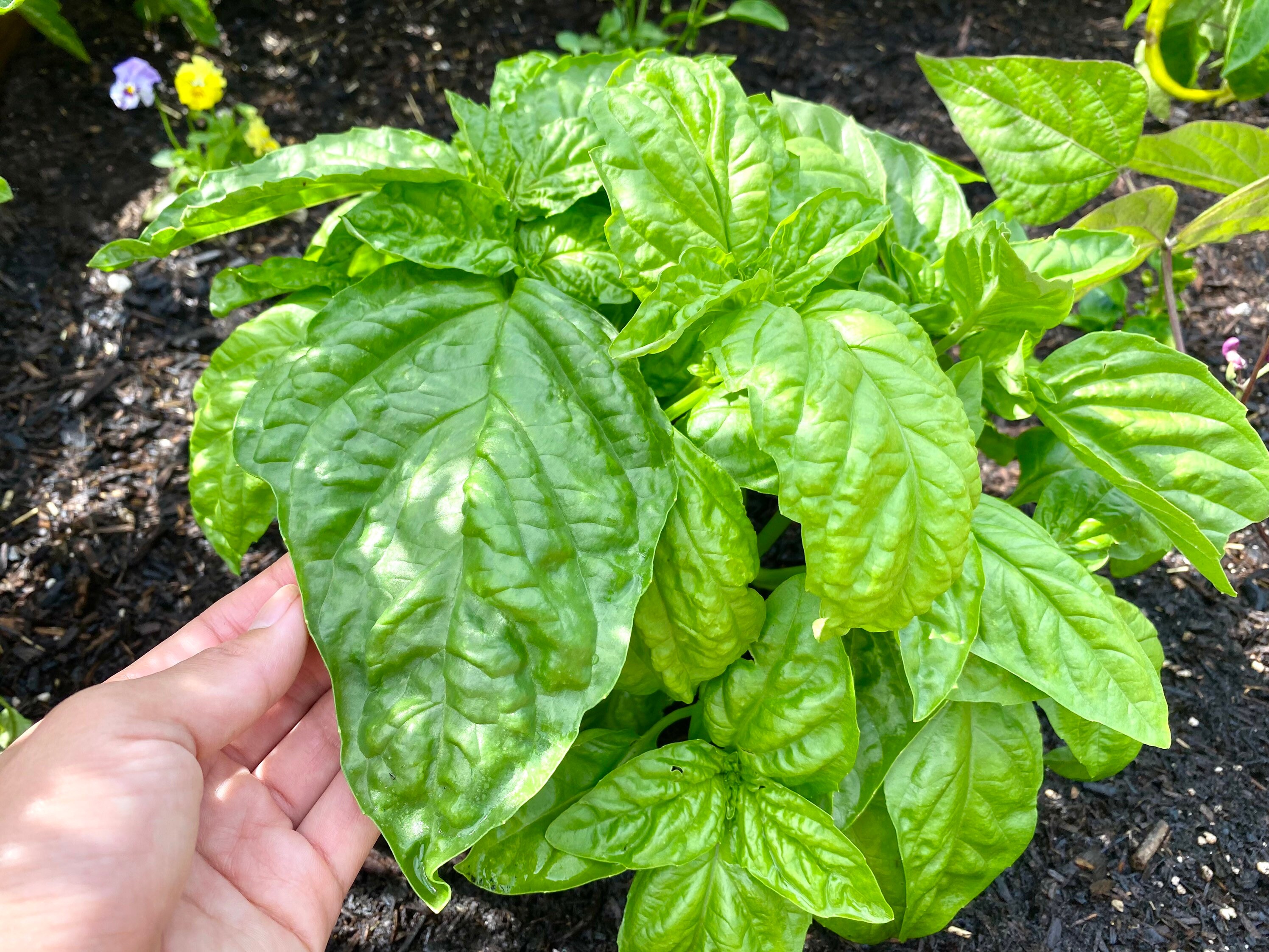 LIVE PLANTS Large Lettuce Leaf Basil Rare Herb Seedlings For Etsy