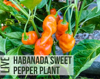 LIVE Habanada Pepper Plant, Sweet Habanero Peppers, Vegetable Seedlings, Plant Starts, Easy To Grow Rare Live Plant Plugs From Plant Shop