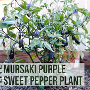 LIVE Murasaki Purple Pepper Plant, Sweet Peppers, Vegetable Seedlings, Plant Starts, Easy To Grow Rare Live Plant Plugs From Plant Shop