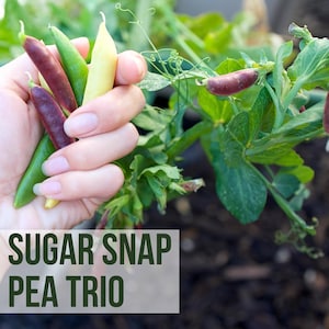 May include: A hand holds a trio of sugar snap peas in shades of green, purple, and yellow. The image includes the text "LIVE SUGAR SNAP PEA TRIO" in a white box at the bottom. The peas are fresh and vibrant, with a natural background of green leaves and soil.