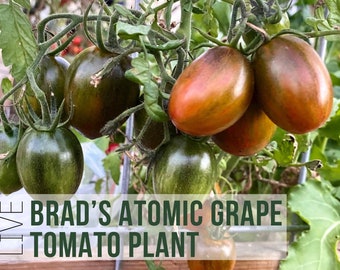 LIVE Brad’s Atomic Grape Tomato Plant, Cherry Tomato Seedlings, Rare Vegetable Plant Starts, Easy To Grow Plant Plugs From Plant Shop