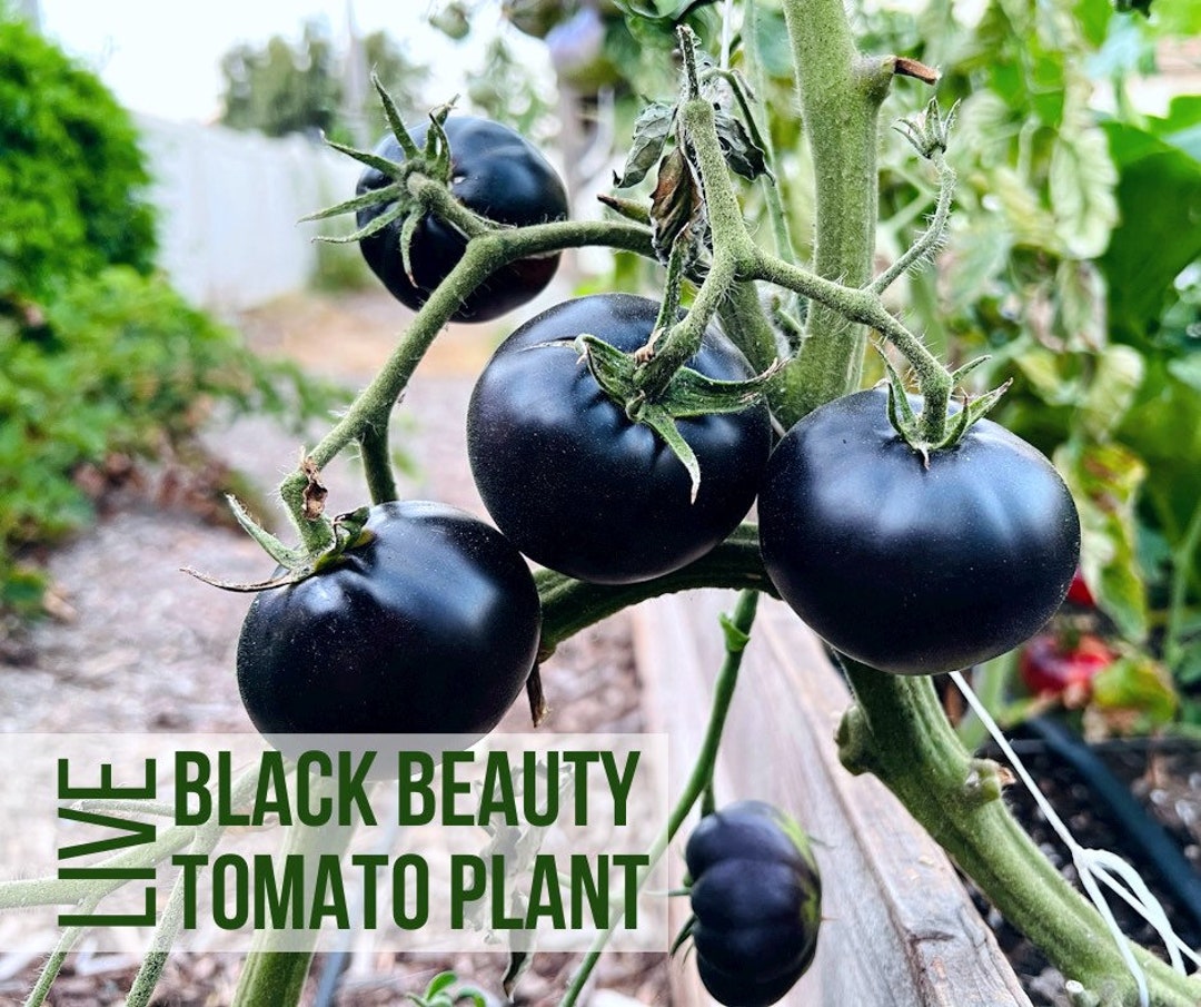 LIVE Black Beauty Tomato Plant, Rare Tomatoes, Vegetable Seedlings
