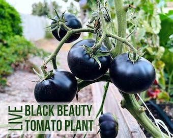 LIVE Black Beauty Tomato Plant, Rare Tomatoes, Vegetable Seedlings, Live Plant Starts, Easy To Grow Rare Live Plant Plugs From Plant Shop