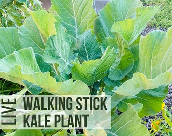 LIVE Walking Stick Kale Plant, Collard Kale Tree, Vegetable Seedlings, Live Plant Starts, Easy To Grow Rare Live Plant Plugs From Plant Shop