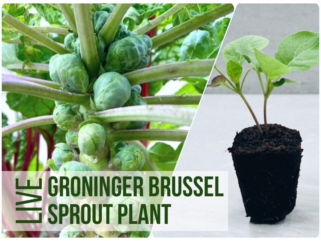 LIVE Groninger Brussel Sprout Plant, Live Sprouts Vegetable Seedlings