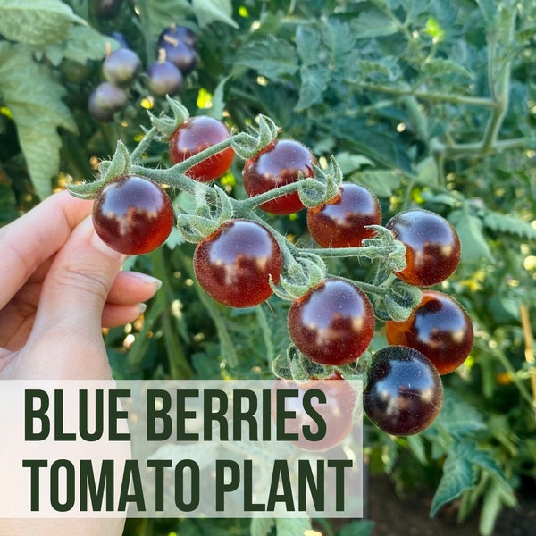 LIVE Blue Berries Cherry Tomato Plant, Blueberries, Vegetable Seedlings Plant Starts, Easy To Grow Rare Live Plant Plugs From Plant Shop