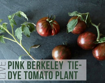 LIVE Pink Berkeley Tie Dye Tomato Plant, Rare Tomatoes Vegetable Seedlings, Plant Starts, Easy To Grow Rare Live Plant Plugs From Plant Shop