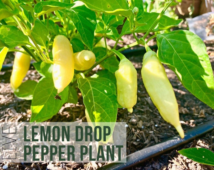 Hot Lemon Pepper Plant