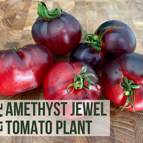 LIVE Amethyst Jewel Tomato Plant, Heirloom Tomatoes, Vegetable Seedlings, Plant Starts, Easy To Grow Rare Live Plant Plugs From Plant Shop