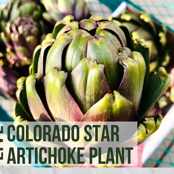 Colorado Star Artichoke Plant, Purple Artichoke Seedlings, Perennial Plants, Live Plant Starts, Easy To Grow Plant Plugs From Plant Shop