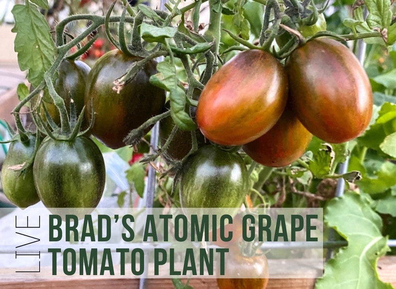 Brad’s Atomic Grape Tomato Plants, Tomatoes Grown From Vegetable Seeds To Plant Starts, Easy To Grow Rare Plant Plugs In Garden