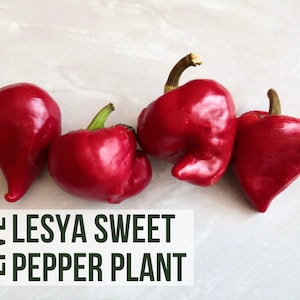 LIVE Lesya Pepper Plant, Sweet Bell Pepper, Heirloom Vegetable ...