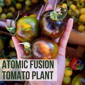May include: Close-up of three Atomic Fusion tomatoes held in a hand, showcasing their unique colors and textures. The tomatoes have a mix of green, yellow, and reddish-brown hues. The text "LIVE ATOMIC FUSION TOMATO PLANT" is displayed.
