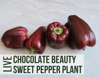 LIVE Chocolate Beauty Pepper Plant, Sweet Bell Pepper Vegetable Seedlings, Plant Starts, Easy To Grow Rare Live Plant Starts From Plant Shop