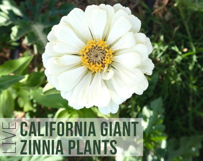 LIVE California Giant Zinnia Plants, Zinnias Flower Seedlings, Live