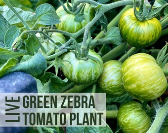 LIVE Green Zebra Tomato Plant, Heirloom Tomato, Live Vegetable Seedlings, Plant Starts, Easy To Grow Rare Live Plant Plugs From Plant Shop