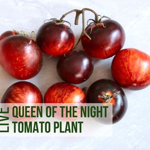 LIVE Queen Of The Night Tomato Plant, Purple Heirloom Tomatoes, Vegetable Seedlings, Easy To Grow Rare Live Plant Plugs From Plant Shop