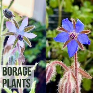 May include: Two borage plants with star-shaped flowers. One flower is light blue and the other is white with a light blue center. The text "LIVE BORAGE PLANTS" is visible in the image.