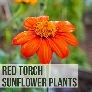 May include: A close-up of a bright orange sunflower with a yellow center. The text "LIVE RED TORCH SUNFLOWER PLANTS" is visible at the bottom of the image.