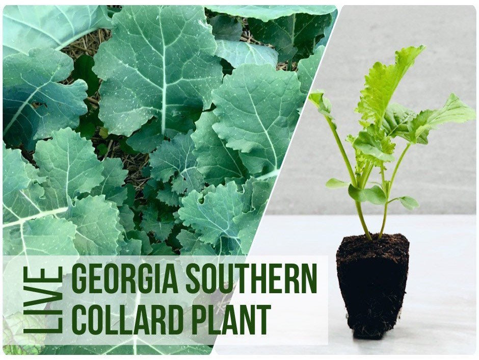 Collard Green Seeds - Organic & Non Gmo Collard Green Seeds - Heirloom  Seeds - Fresh USA Grown Seeds - Georgia Southern Collard Variety