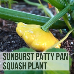 May include: A close-up of a yellow patty pan squash growing on a vine. The squash is round and has a slightly flattened shape. The vine is green and has small leaves. The text "LIVE SUNBURST PATTY PAN SQUASH PLANT" is visible in the image.