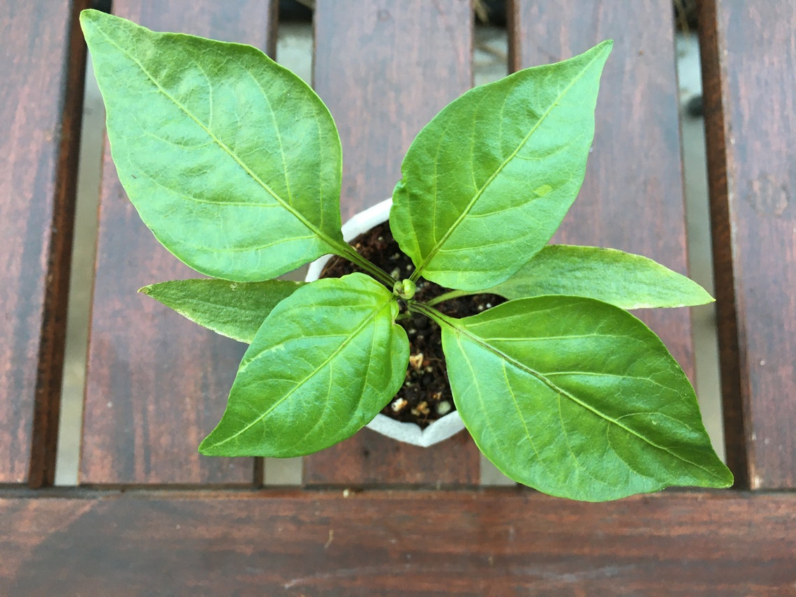 LIVE PLANTS Red Marconi Sweet Pepper Seedlings For Transplant Etsy