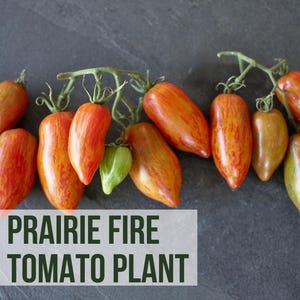 May include: A collection of Prairie Fire tomato plants, showcasing elongated, colorful tomatoes. The tomatoes display a mix of red, orange, and green hues, with some still attached to their green stems. The text "LIVE PRAIRIE FIRE TOMATO PLANT" is visible.