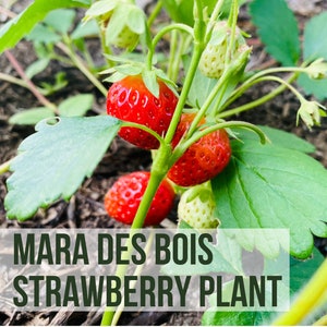 LIVE Mara Des Bois Strawberry Plant, Everbearing Strawberry Seedlings, Live Plant Starts, Easy To Grow Rare Live Plant Plugs From Plant Shop