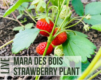 LIVE Mara Des Bois Strawberry Plant, Everbearing Strawberry Seedlings, Live Plant Starts, Easy To Grow Rare Live Plant Plugs From Plant Shop