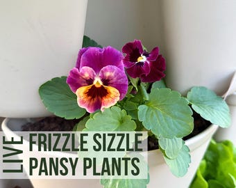 Frizzle Sizzle Pansy Plants, Live Pansies as Plant Starts, Flower Plant Plugs In Garden