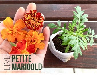 Petite Marigold Plants, Marigold Flower Seedlings, Edible Flowers, Live Plant Starts, Easy To Grow Rare Live Plant Plug From Plant Shop