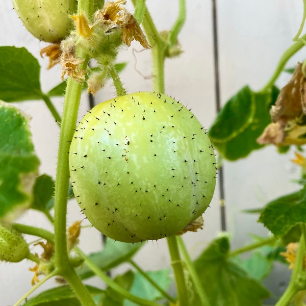 Lemon Cucumber Seeds Etsy