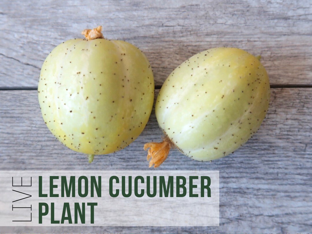 LIVE Lemon Cucumber Plant, Pickling Cucumber Vegetable Seedlings, Live
