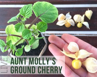 LIVE Ground Cherry Plant, Aunt Mollys Husk, Physalis, Vegetable Seedlings, Plant Starts, Easy To Grow Rare Live Plant Plugs From Plant Shop