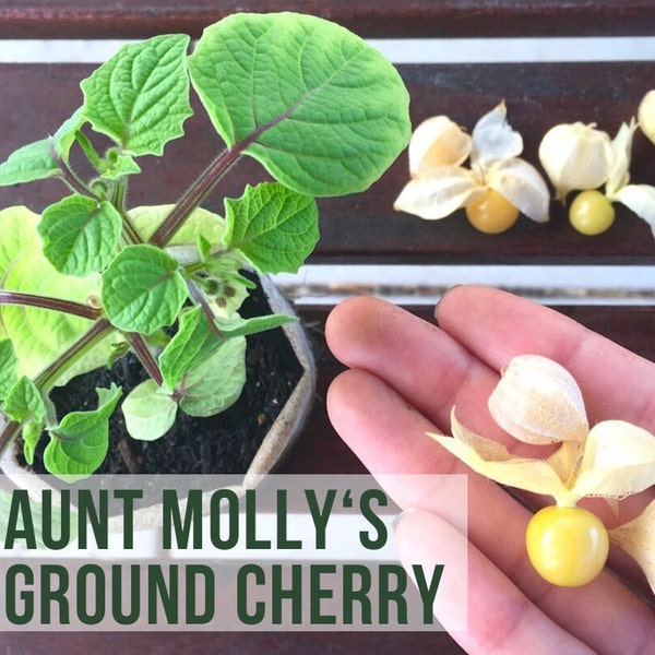 LIVE Ground Cherry Plant, Aunt Mollys Husk, Physalis, Vegetable Seedlings, Plant Starts, Easy To Grow Rare Live Plant Plugs From Plant Shop