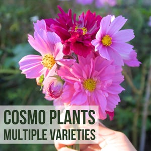 6 Cosmos Plants, Mixed Sea Shells and Double Click Cosmos Grown From Flower Seeds Into Plant Starts, Easy To Grow Rare Plant Plugs In Garden