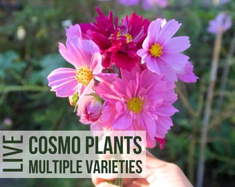 6 Cosmos Plants, Mixed Sea Shells and Double Click Cosmos Grown From Flower Seeds Into Plant Starts, Easy To Grow Rare Plant Plugs In Garden