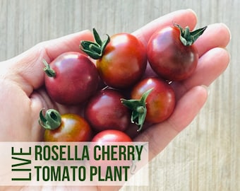 Rosella Tomato Plant, Purple Cherry Tomatoes, Live Vegetable Seedlings, Plant Starts, Easy To Grow Rare Live Plant Plugs From Plant Shop