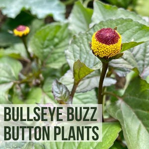 May include: Close-up of a green plant with red and yellow button-like flowers. The text "LIVE BULLSEYE BUZZ BUTTON PLANTS" is superimposed on the image.