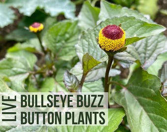 3 Bullseye Buzz Button Plants, Electric Daisy Toothache Plant Starts, Live Herb Plant Plugs for Your Garden