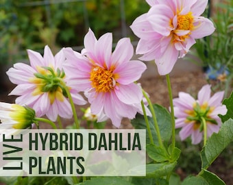 Giant Dahlia Plants, Mixed Hybrid Dahlia Flower Starts For Garden, Live Flower Plant Plugs