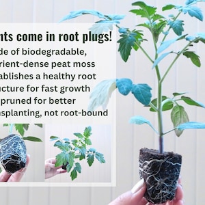 May include: Tomato seedlings in biodegradable root plugs. The text on the image reads: "Plants come in root plugs! ~Made of biodegradable, nutrient-dense peat moss ~Establishes a healthy root structure for fast growth ~Air-pruned for better transplanting, not root-bound"