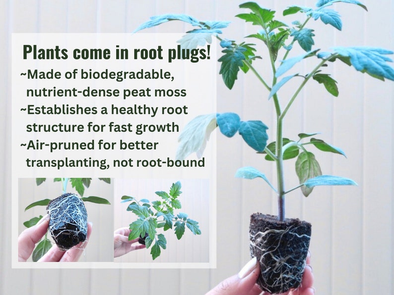 May include: Tomato seedlings in biodegradable root plugs. The text on the image reads: "Plants come in root plugs! ~Made of biodegradable, nutrient-dense peat moss ~Establishes a healthy root structure for fast growth ~Air-pruned for better transplanting, not root-bound"
