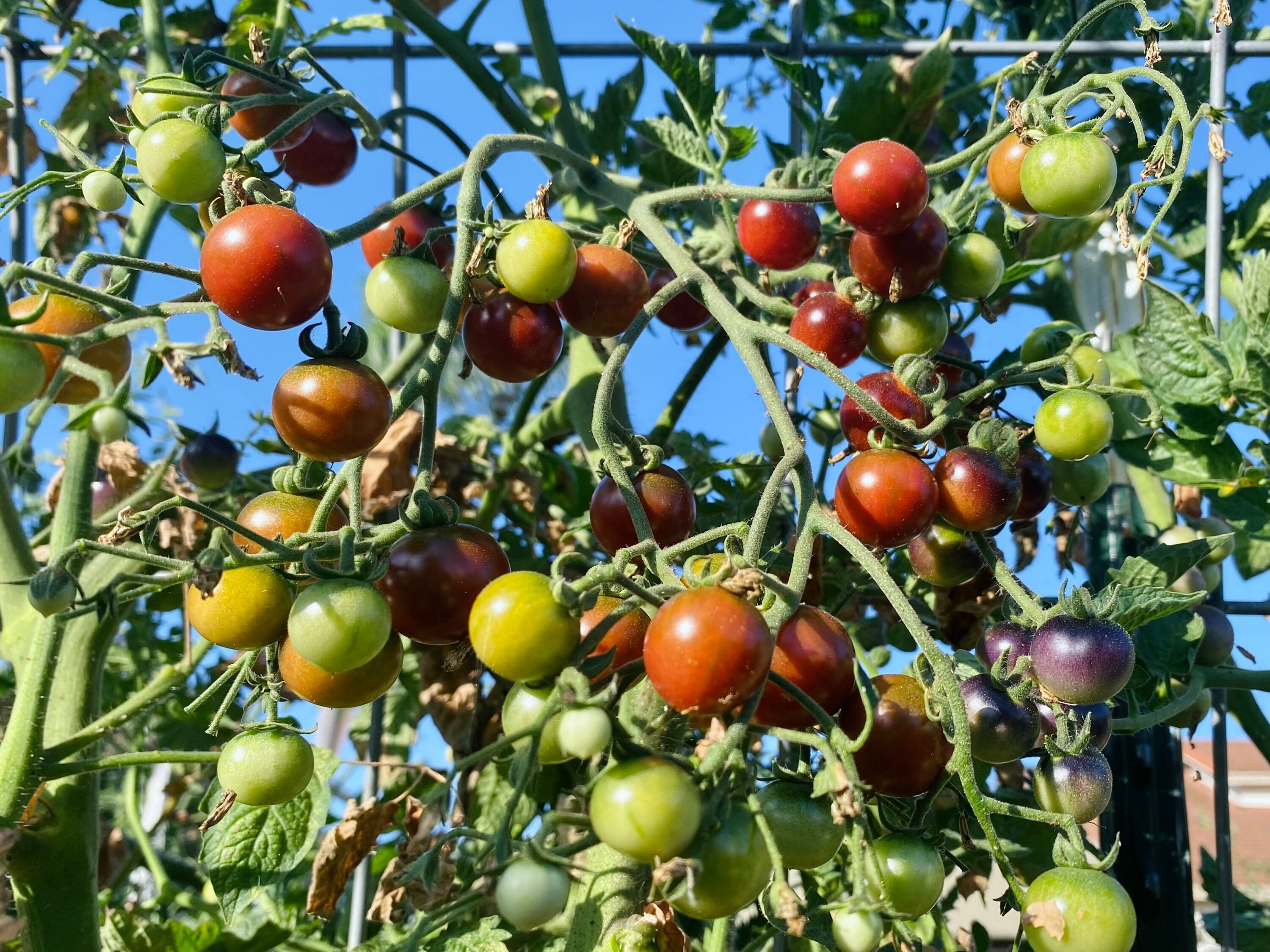 Blue Berries Tomato Plants, Blueberries Tomatoes Plant Starts, Live  Vegetable Plant Plugs for Your Garden - Etsy