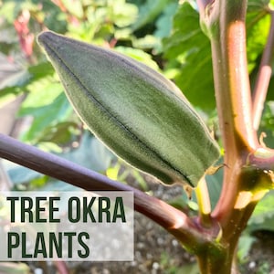 May include: A close-up of a green okra pod growing on a red stem. The plant is labeled "LIVE TREE OKRA PLANTS".